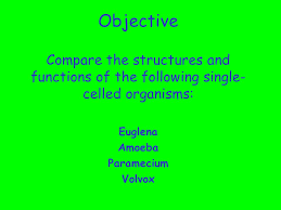 Objective Compare The Structures And Functions Of The