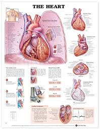 Buy The Heart Anatomical Chart Book Online At Low Prices In