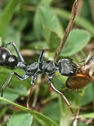 panoramic snapshots help ants find home