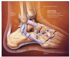 Bones of left thigh and leg. High Ankle Sprain Vs Ankle Sprain What S The Difference