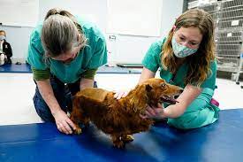 Cornell University College of Veterinary Medicine gambar png