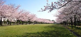 「光が丘公園　桜」の画像検索結果