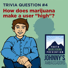 (c) both of the above. Marijuana Educational Graphics Johnny S Ambassadors