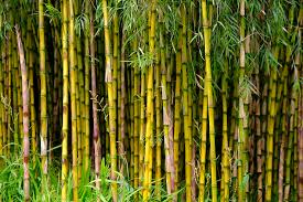 bamboo in your garden nice decoration