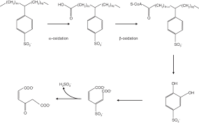 Degradation Pathway Of Linear Alkylbenzene Sulfonates