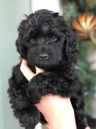 Labradoodle in dogs & puppies for sale. Teacup Labradoodle Mini Labradoodle Puppies For Sale Black Reds