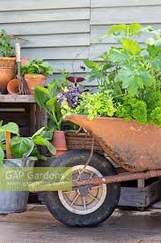 Wheelbarrow Herb Planter By Gap