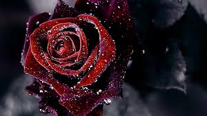 76 red rose flower background