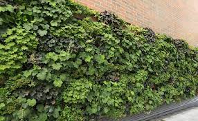 outdoor livewall vertical plant wall