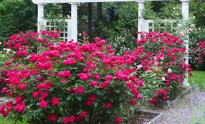 Small Rose Garden Ideas The Home Depot