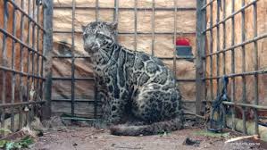 Eekor macan dahan yang telah memangsa lima ekor kambing warga di kawasan. Warga Jorong Sikabu Kabu Berhasil Lumpuhkan Macan Dahan Cerdas Kritik Tajam