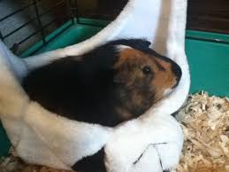pin on guinea pig