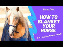 how to blanket a horse you