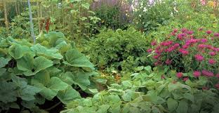 Companion Planting The Tennessee
