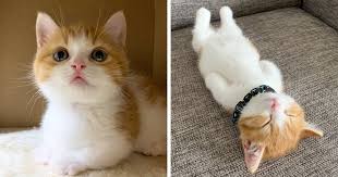 List of cat breeds given below provides information about the recognized cat breeds found across the world. 8 Pics Of Adorable Munchkin Kitten That Sleeps Like A Human Bored Panda
