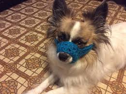 We did not find results for: Dog Muzzle Crochet In Color Of Choice Training Bark Muzzle Dog Muzzle Dog Temperature Muzzle