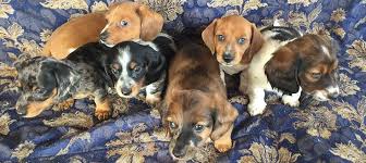 Breeders of mini dachsies puppies for sale. South Florida Miniature Dachshunds Home Facebook