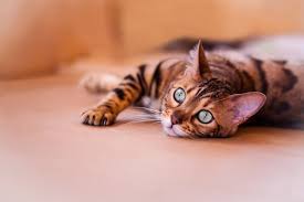 Sophra can usually be seen darting full speed through the house with hard. The Cost Of A Bengal Cat Price Of Kittens The Pet Stop