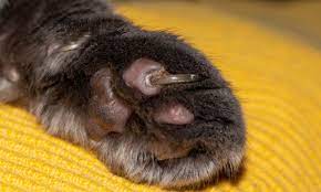 do overgrown claws hurt your cat a vet