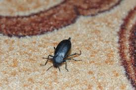 10 most common black bugs in vermont