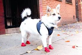 Pawz Boots Rubber Dog Reviews Nataliebaker