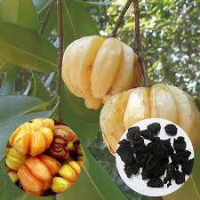 The fruits, in turn, produce resin that is used as an appetite suppressant in alternative medicine. 25 Seeds Of Malabar Tamarind Garcinia Cambogia Garcinia Gummi Gutta Fish Tamarind Gambooge Or Brindal Berry