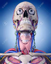 喉の解剖学の医学的に正確な図の写真素材・画像素材 Image 44543052