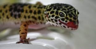 what-should-i-name-my-leopard-gecko