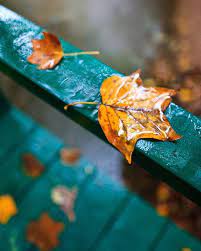 instagram photo by صور تصاميم oct 27 2015 at 7 43am utc autumn leaves beautiful fall seasons