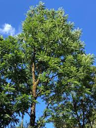 Toona sinensis (Beef and Onion Plant, Chinese Cedar, Chinese Cedrela,  Chinese Mahogany, Chinese Toon, Red Toon) | North Carolina Extension  Gardener Plant Toolbox