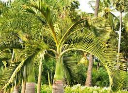 Hypophorbe Lagenicaulis Champion Palm