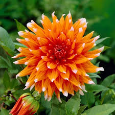 Get Dahlia Color Spectacle Summer