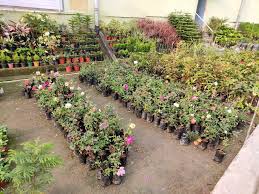 Also variety of pond plants & water garden plants like cattails, water hyacinth, tadpoles & pond snails are available exclusively for sale. Top Plant Nurseries In Sonari Best Nursery Plant Suppliers Jamshedpur Justdial