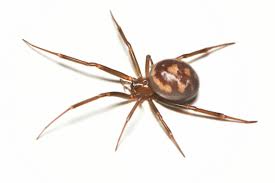 Black widow spiders get their common name from the popular belief that the female eats the male after mating, a phenomenon which rarely happens in what do black widow spiders look like? False Widow Professional Pest Manager