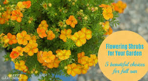 Flowering Shrubs For Your Garden 5