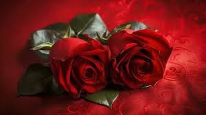 red rose wallpaper stock photos images