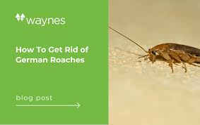how to get rid of german roaches waynes