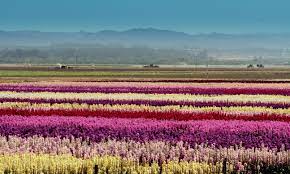 10 gorgeous fields of flowers worth