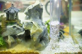 Talking about some of my experiences with them. How To Decorate Your Fish Tank Dos And Don Ts Pethelpful
