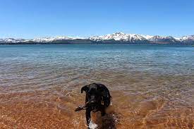 best dog beaches in lake tahoe