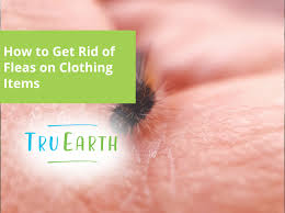 get rid of fleas on clothing items