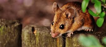 How To Get Rid Of Mice In Your Garden