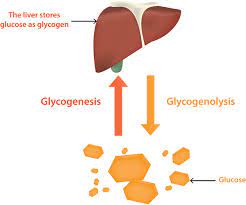 glycogen storage disease type vi