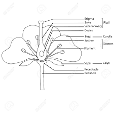 Golgi body (aka golgi apparatus). Diagram Of A Flower In Black And White Royalty Free Cliparts Vectors And Stock Illustration Image 14813183