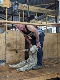 sheep shearing experience traveler