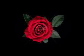 rose black background images hd