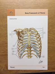 bony framework of thorax diagram quizlet