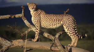1920x1080 px cats cheetahs kenya