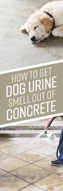 Dog Urine Dogs Diy Dog