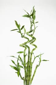 lucky bamboo plants bamboo plant care